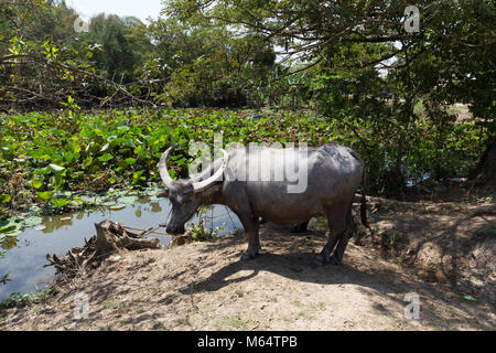 Water Buffalo (  Bubalus bubalis ), Cambodia, Asia