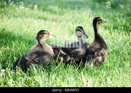 Ducks walking in green grass Stock Photo