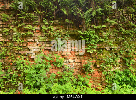 Wall overgrown, ancient brick wall, background, texture, old dilapidated brick wall overgrown with grass Stock Photo