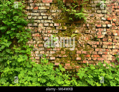 Wall overgrown, ancient brick wall, background, texture, old dilapidated brick wall overgrown with grass Stock Photo