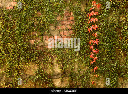 Wall overgrown, ancient brick wall, background, texture, old dilapidated brick wall overgrown with grass Stock Photo