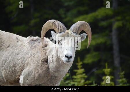 bighorn sheep, jasper np, canada Stock Photo