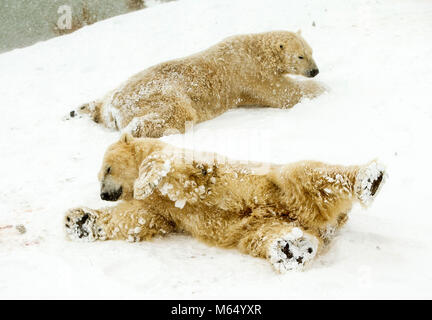 Polar bears Victor (bottom) and Pixel enjoy the snow at the Yorkshire Wildlife Park in Doncaster, South Yorkshire, as heavy snow and sub-zero conditions have blighted Britain's roads, railways and airports, with delays and cancellations. Stock Photo