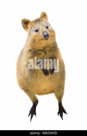 Side view of a Quokka Stock Photo - Alamy