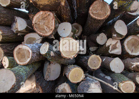 Wooden logs. Timber logging in autumn forest. Freshly cut tree logs piled up as background texture. Stock Photo