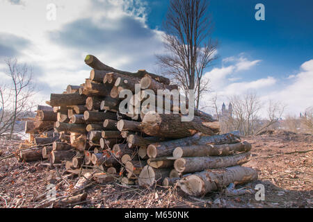View of a bundle of felled and cut trees with the cathedral of Magdeburg in the background, Germany. Stock Photo