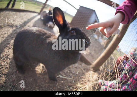 side view of black rabbit on ground outdoors with child reaching to touch it Stock Photo