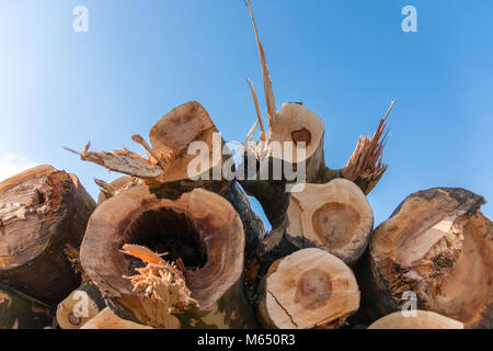 Wooden logs. Timber logging in a city forest. Freshly cut tree logs piled up as background texture. Stock Photo