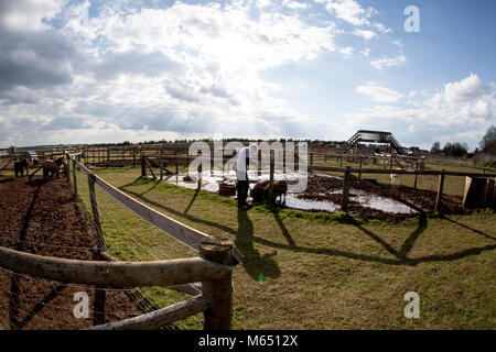 Young British boy helping on farm on sunny day Stock Photo