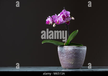 Small pink orchid (Phalaenopsis) in a flower pot, dark background Stock Photo