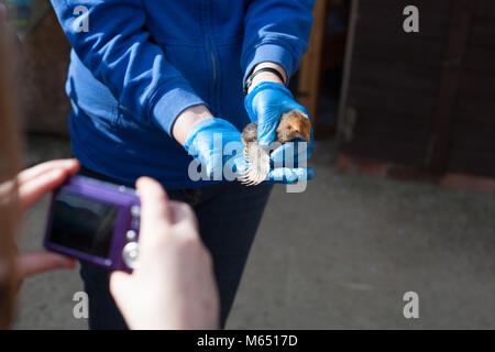 tiny baby chick in human hand showing scale of bird, POV of someone taking a picture on a compact camera Stock Photo