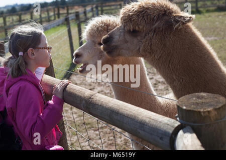 young girl talking to the llamas during a farm visit in the UK on a sunny day Stock Photo