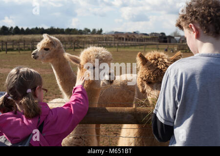 young boy and girl talking to and feeding the llamas during a farm visit in the UK on a sunny day Stock Photo