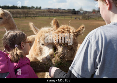 young boy and girl talking to and feeding the llamas during a farm visit in the UK on a sunny day Stock Photo