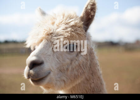 Close up of single lama showing character and personality on sunny day Stock Photo