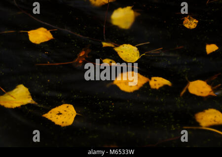 Autunm, stream, leaves, wallpaper, background, colorful Stock Photo