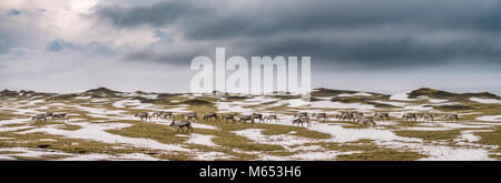 Herd of Reindeer grazing, South Coast, Iceland