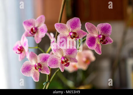 Spotted Phalaenopsis orchids. Beautiful white orchid with pink spots. Selective focus Stock Photo