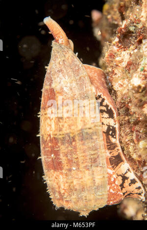 Conus geographus is the deadliest cone snail in the world. Here it is found hunting on a seamount in Papua New Guinea. Stock Photo