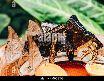Island Mainau, butterflies Stock Photo