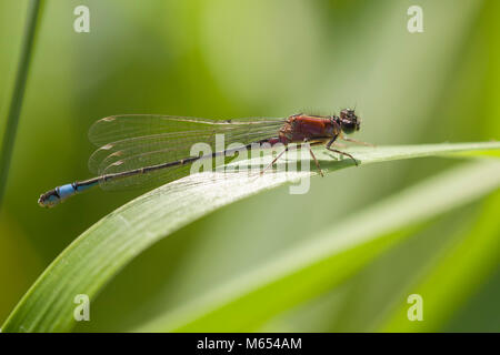 Blue tailed Damselfly (Ischnura elegans) perched on blade of grass. Tipperary, Ireland Stock Photo