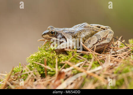 Common Frog (Rana temporaria) resting on a moss covered rock in woodland. Tipperary, Ireland. Stock Photo