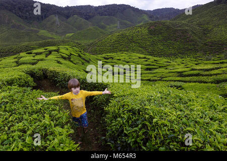 Young western blonde cute boy walking among tea plantations with arms wide open to touch tea leaves, Cameron Highlands, Malaysia. Stock Photo