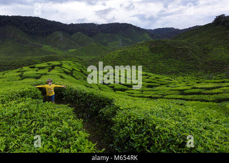 Young western blonde cute boy walking among tea plantations with arms wide open to touch tea leaves, Cameron Highlands, Malaysia. Stock Photo