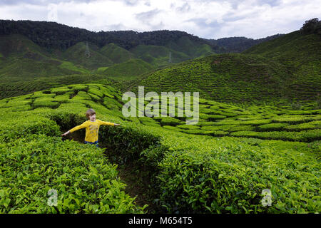 Young western blonde cute boy walking among tea plantations with arms wide open to touch tea leaves, Cameron Highlands, Malaysia. Stock Photo