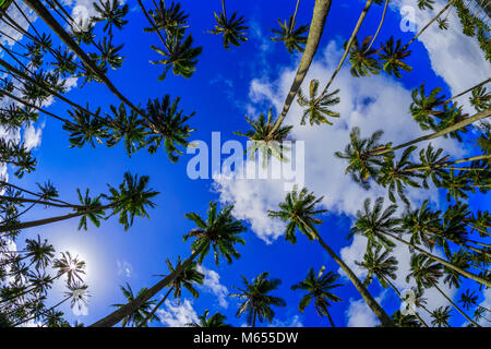 Palm tree on Kauai, Hawaii Stock Photo