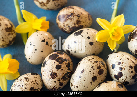 Easter decoration with quail eggs and daffodil flowers Stock Photo