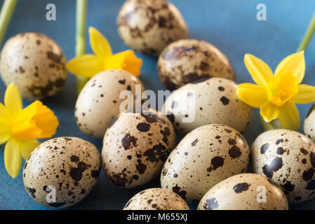 Easter decoration with quail eggs and daffodil flowers Stock Photo