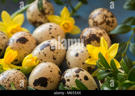 Easter decoration with quail eggs and daffodil flowers Stock Photo