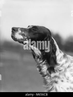 1930s PROFILE PORTRAIT ENGLISH SETTER DOG OUTDOORS SMELLING SNIFFING TESTING AIR - d2052 HAR001 HARS OLD FASHIONED Stock Photo