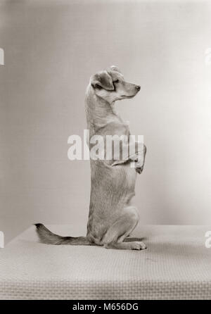 1950s OBEDIENT ALL AMERICAN BREED DOG SITTING UP IN PROFILE PORTRAIT - d2638 HAR001 HARS SITTING UP Stock Photo