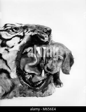 1950s HUMOROUS IMAGE OF COCKER SPANIEL PUPPY LOOKING INTO THE MOUTH OF A STUFFED TIGER HEAD RUG - d3173 HAR001 HARS HUMOROUS TIGER TWO ANIMALS MAMMALS WEIRD HEAD AND SHOULDERS ADVENTURE DANGEROUS DISCOVERY IMAGE COURAGE FELINE NOBODY ZANY UNCONVENTIONAL ROARING CURIOUS IDIOSYNCRATIC FELINES AMUSING ANIMALS DOGS CANINE CAUTIOUS CREATURE ECCENTRIC KITTY LARGE CAT MAMMAL PUP UNAWARE WILDLIFE B&W BLACK AND WHITE CATS AND DOGS ERRATIC INQUISITIVE JAWS OBLIVIOUS OLD FASHIONED Stock Photo