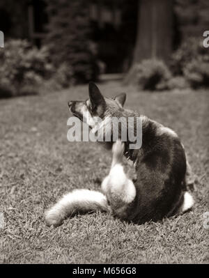 1930s GERMAN SHEPHERD DOG SITTING OUTDOOR SCRATCHING FUR WITH HIND FOOT - d4129 HAR001 HARS OLD FASHIONED Stock Photo