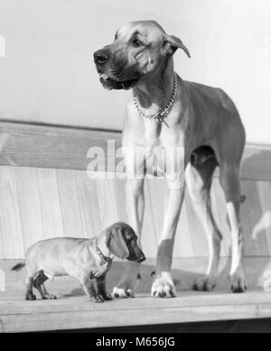 Great dane dog friends Black and White Stock Photos & Images - Alamy