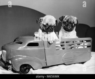 1940s TWO FUNNY PUG DOG PUPPIES SITTING IN BACK OF TOY TRUCK - d89 HAR001 HARS OLD FASHIONED PUG SHORT-MUZZLED SILVER FAWN SMALL SIZE SOCIABLE STRONG WILLED WRINKLY Stock Photo