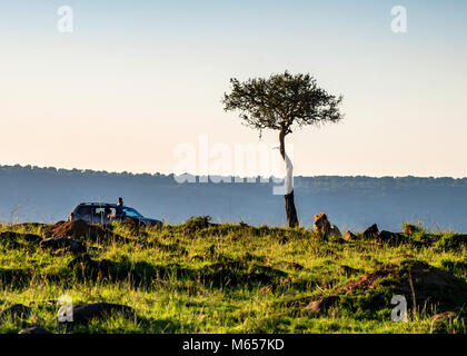 Safari view with truck and lion in Kenya Stock Photo