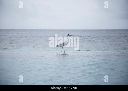 Heron in swimming pool in maldives Stock Photo