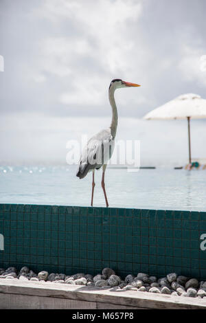 Heron in swimming pool in maldives Stock Photo