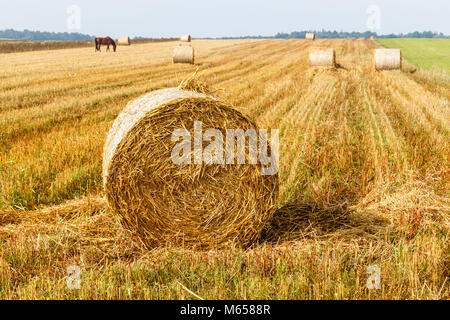 bale of straws on a field in autumn Stock Photo