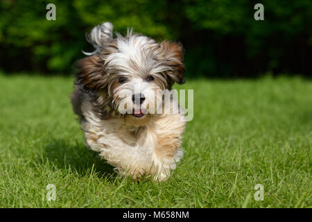 Playful havanese puppy dog is running towards camera in the grass Stock Photo