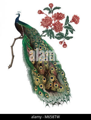 DRAWING OF MALE PEACOCK (Pavo cristatus) SITTING ON FLOWERED BRANCH WITH FEATHERED TAIL HANGING DOWN - kb32315 CPC001 HARS WINGED BIPEDAL BLUE PEAFOWL COMMON PEACOCK COVERT FEATHER EGG-LAYING EYESPOTS INDIAN PEAFOWL IRIDESCENT LONG TRAIN NATIONAL BIRD OLD FASHIONED PAVO CRISTATUS PEACOCK PERSIA PLUMAGE VAIN Stock Photo