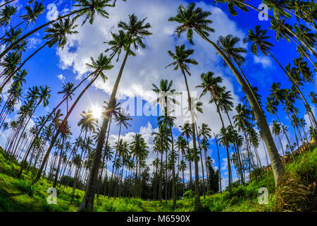 Palm tree on Kauai, Hawaii Stock Photo