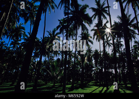 Palm grove on Kauai, Hawaii Stock Photo