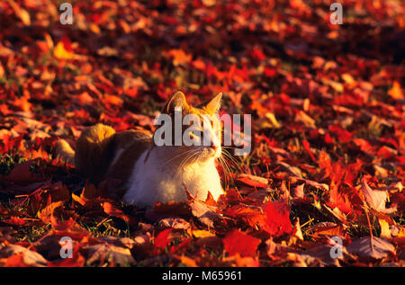 WHITE CAT WITH ORANGE TABBY MARKINGS LYING IN AUTUMN LEAVES - kc12510 GER002 HARS WATCHFUL Stock Photo