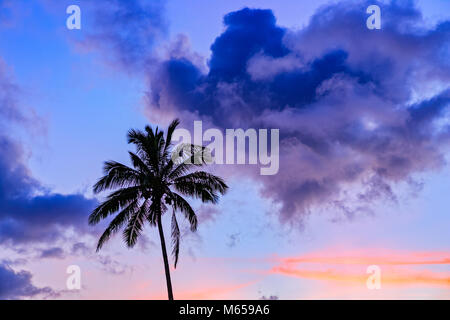 Palm tree on Kauai, Hawaii Stock Photo