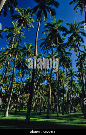 Palm grove on Kauai, Hawaii Stock Photo